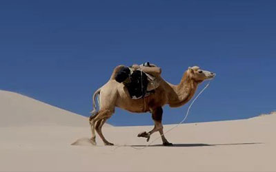 生命的互慰｜骆驼与骆驼刺